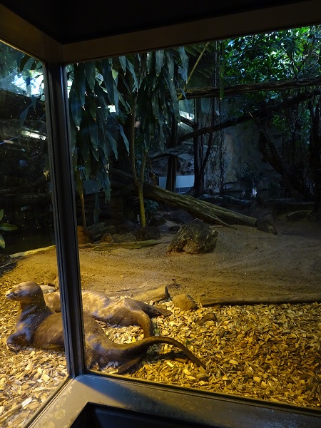 Crocodile House; giant otter enclosure (04/22)