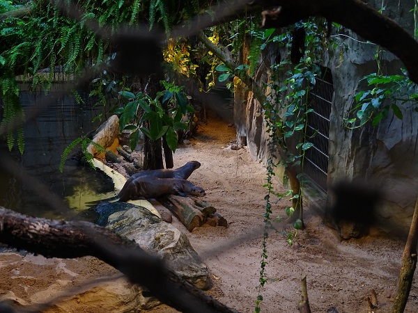 Crocodile House; giant otter enclosure (04/22)
