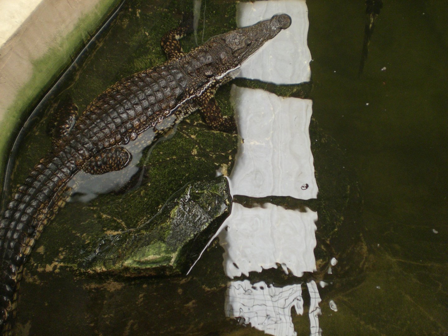 Crocodile house- ID? 110423