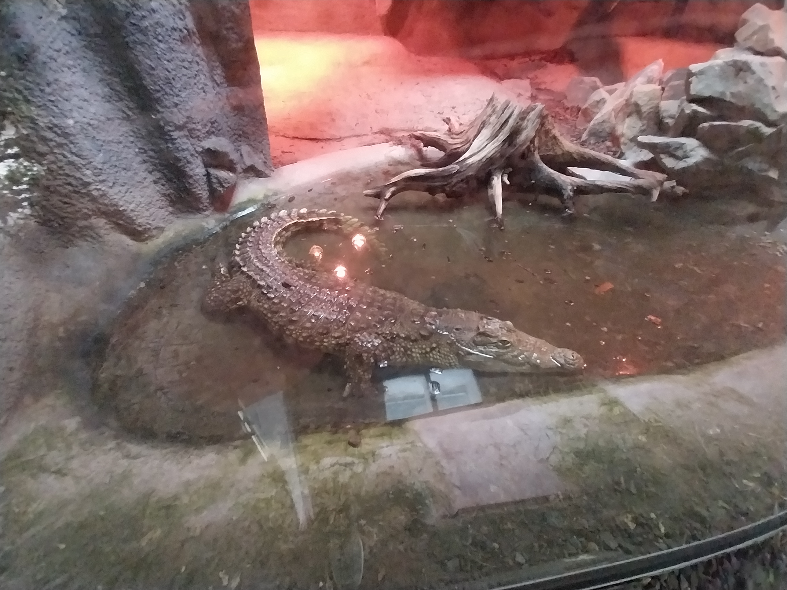 Crocodile House - Nile Crocodile (Crocodylus niloticus)