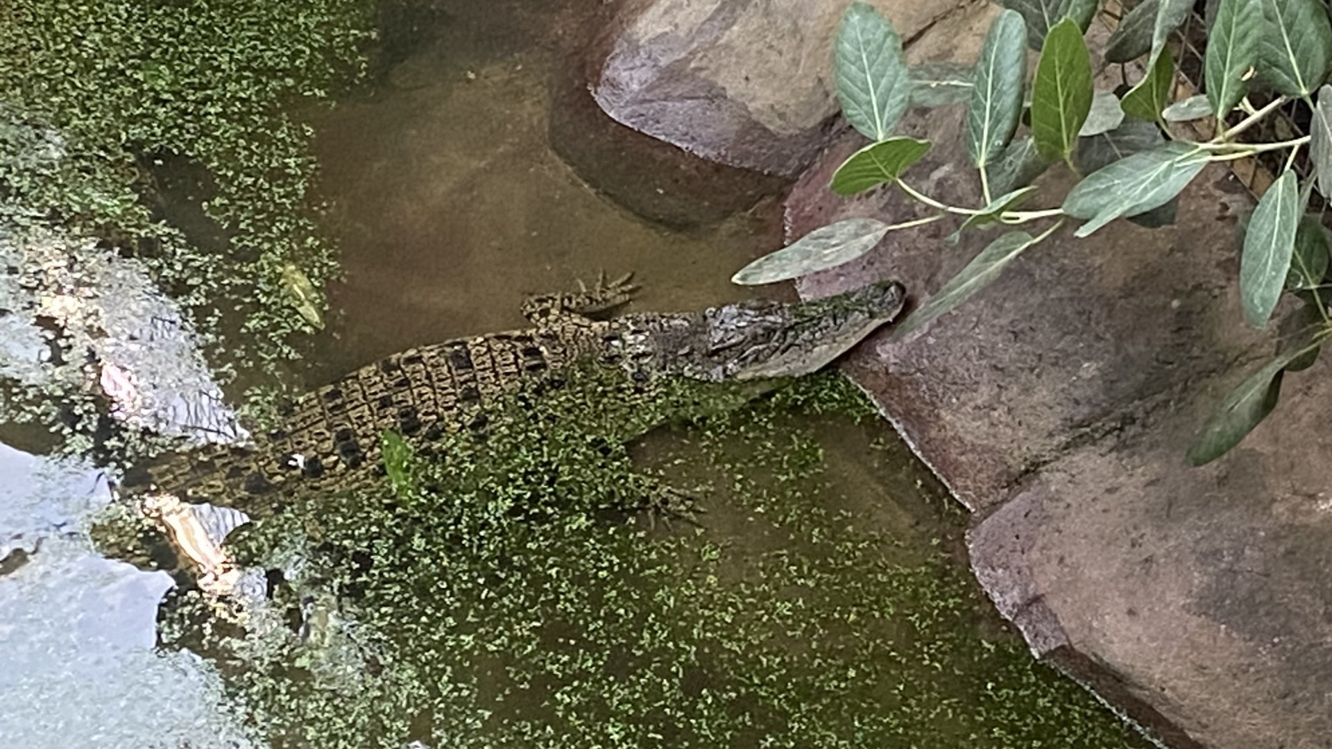 Crocodile House - Saltwater crocodile 021125