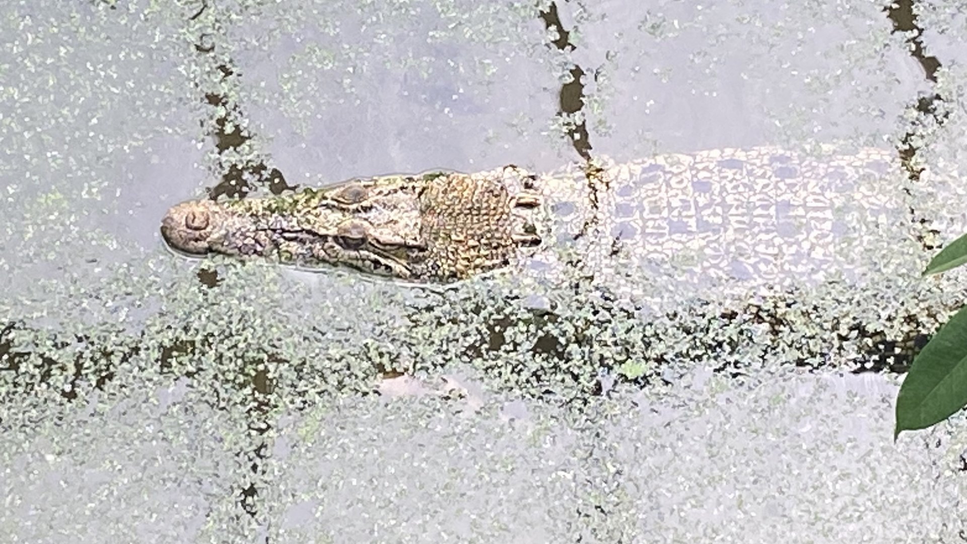 Crocodile House - Saltwater crocodile 021125