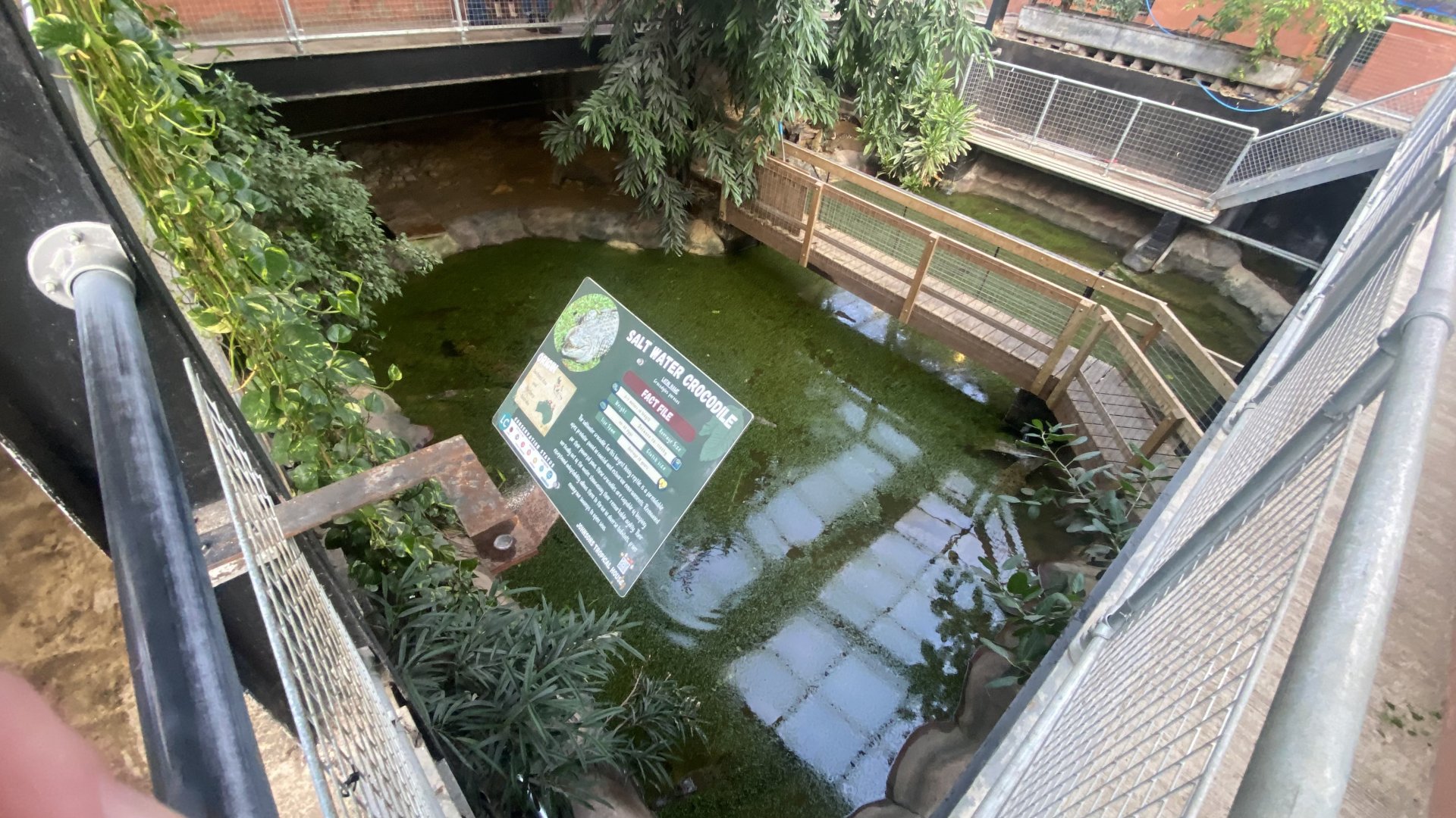 Crocodile House - Saltwater crocodile exhibit 021125