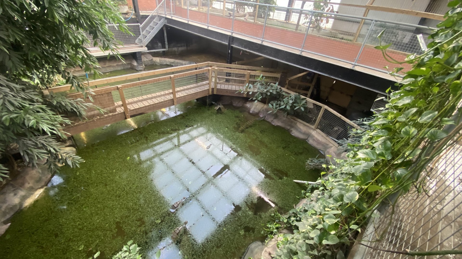 Crocodile House - Saltwater crocodile exhibit 021125