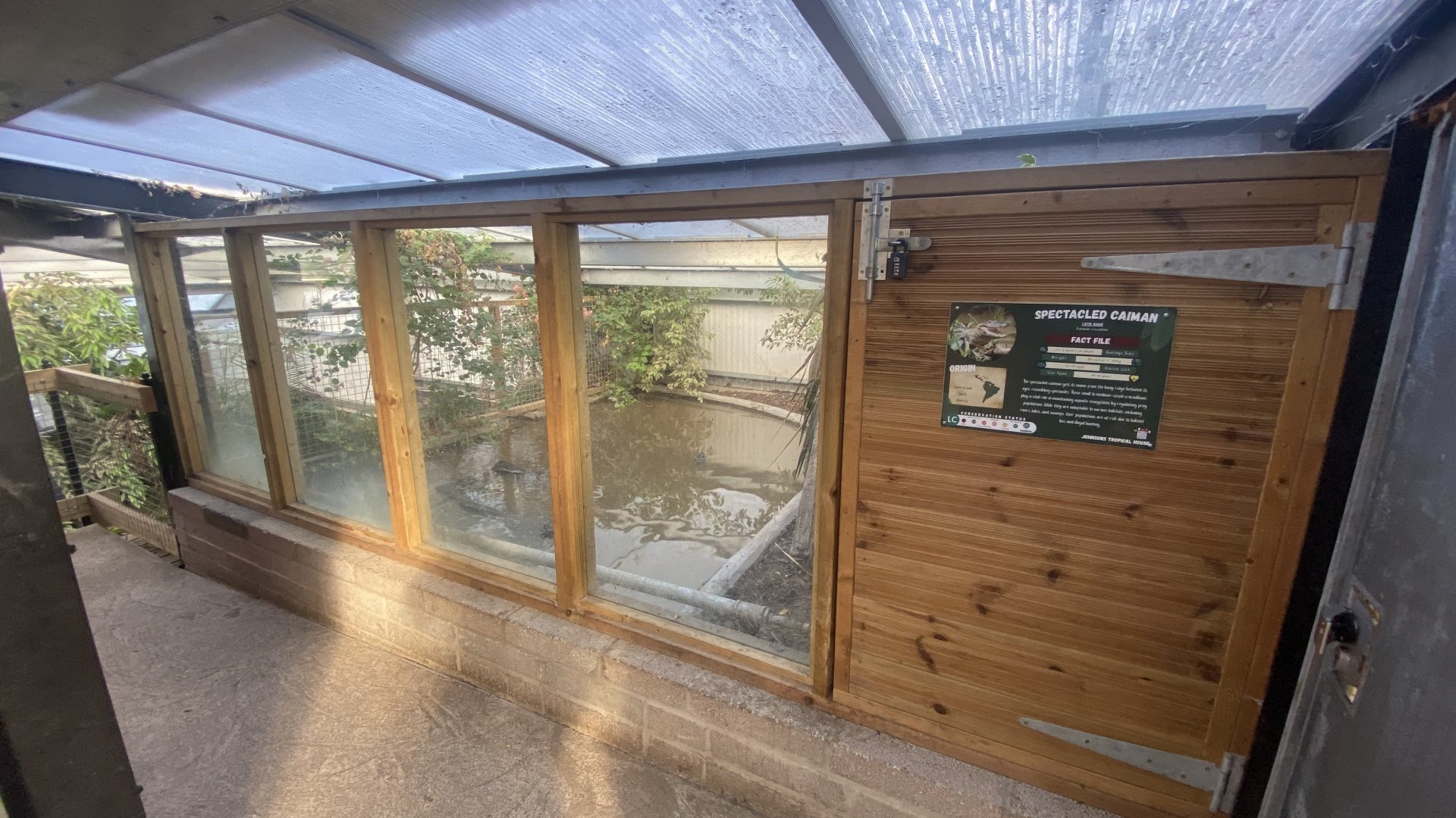 Crocodile House - Spectacled caiman exhibit 021125