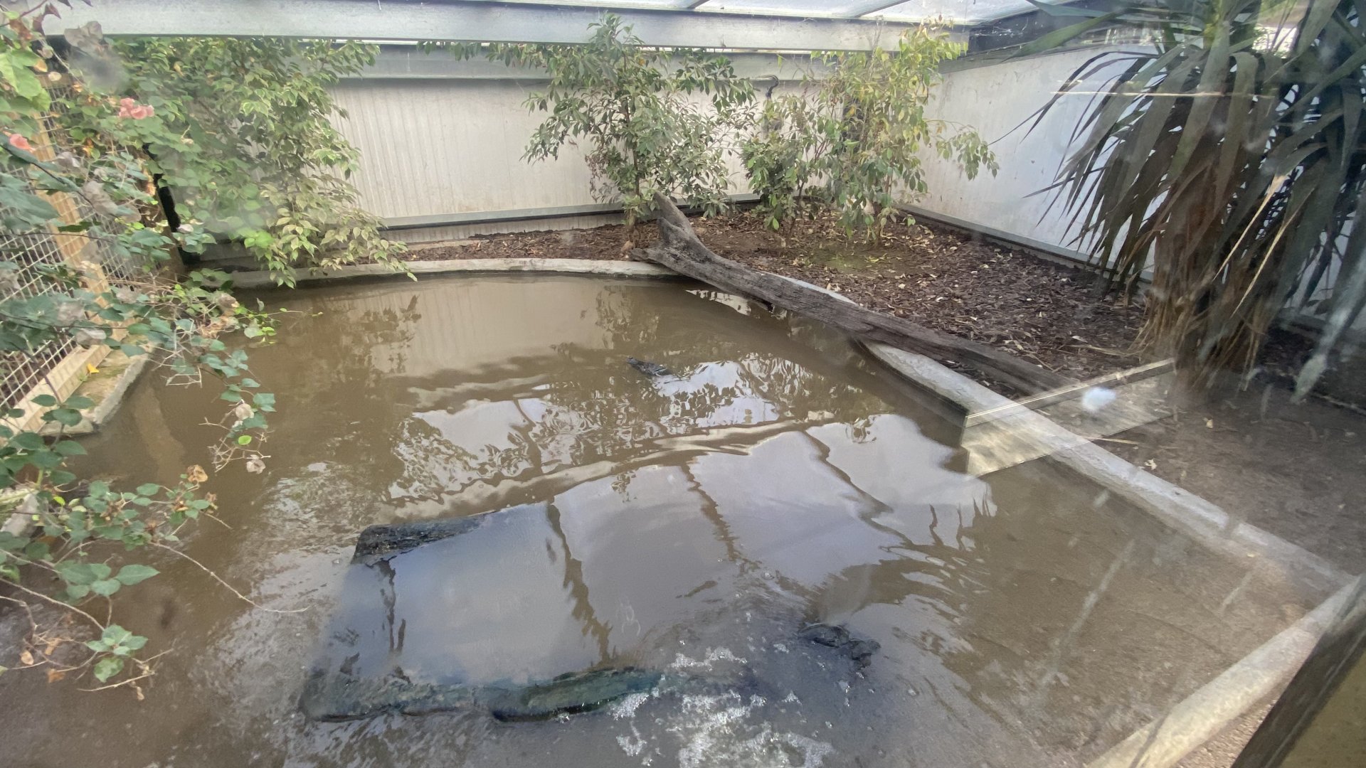 Crocodile House - Spectacled caiman exhibit 021125