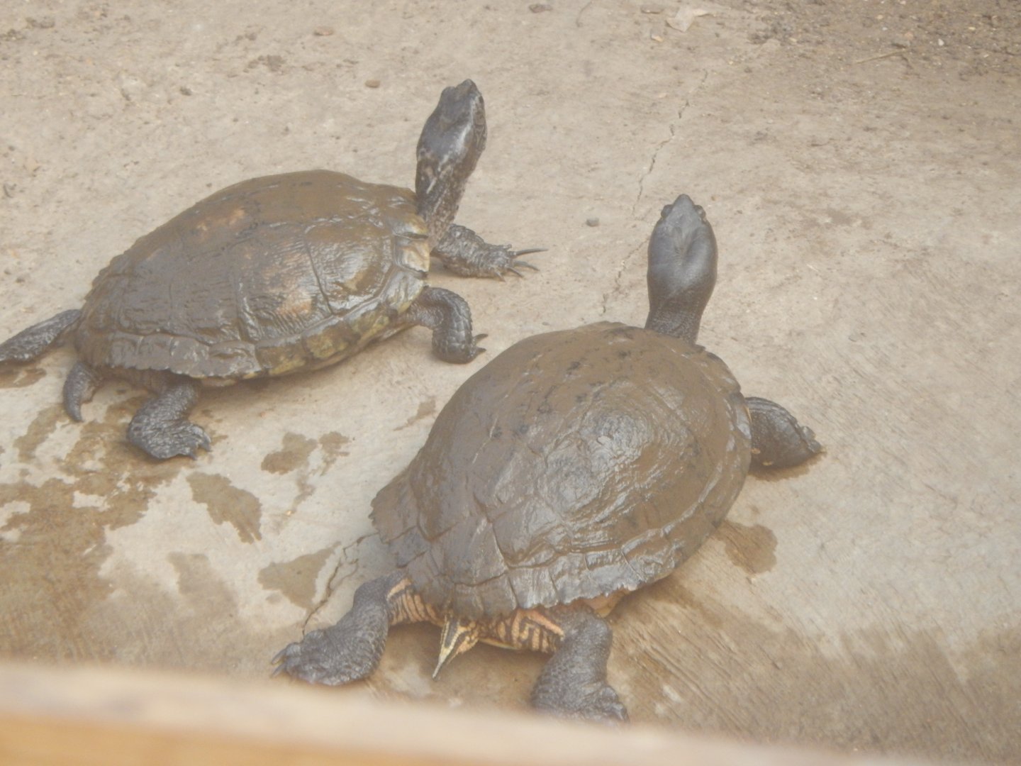 Crocodile House - Turtle species ID? 021125