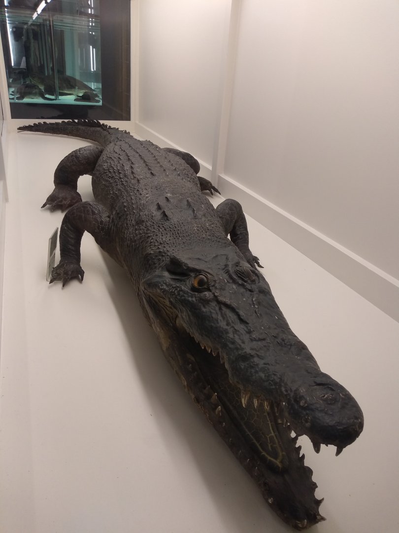 Crocodile ID