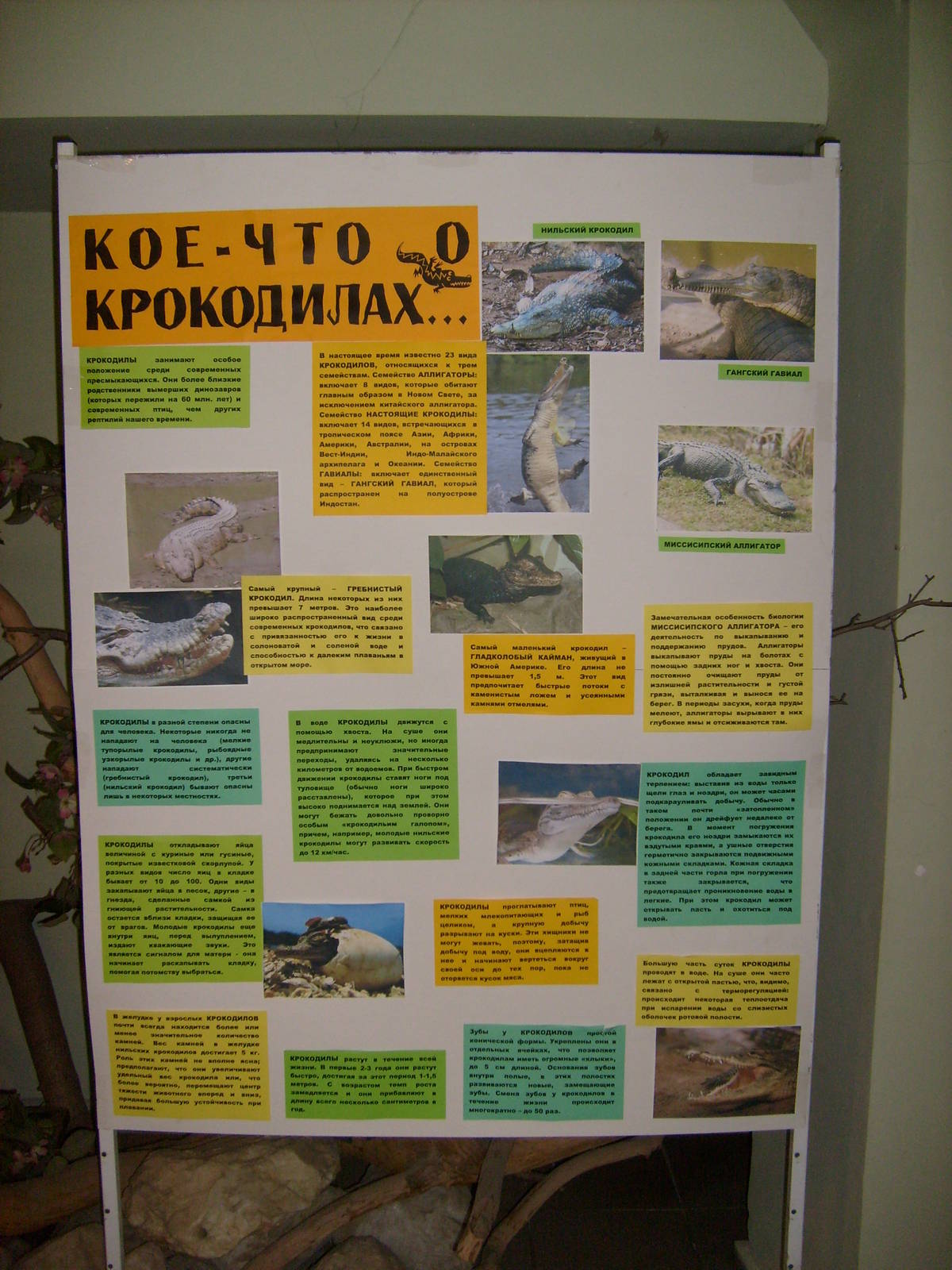 Crocodile info poster