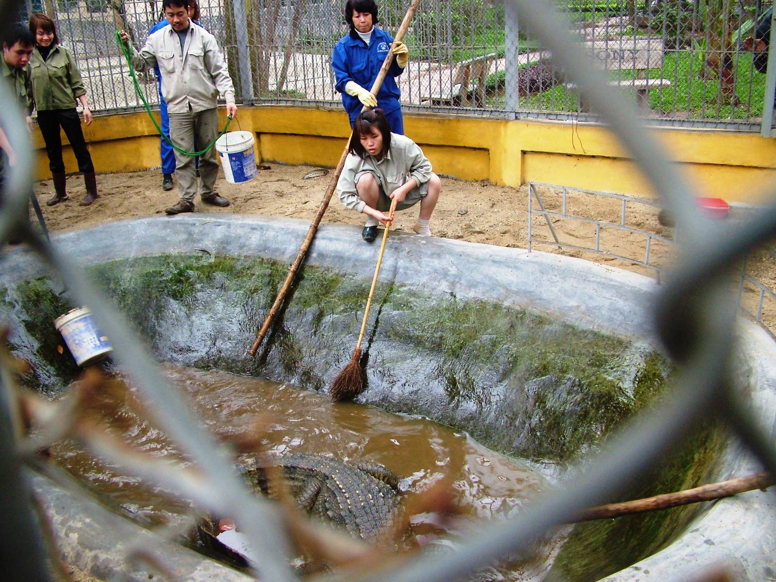 Crocodile Keepers at Work at Hanoi Zoo, 15/03/12