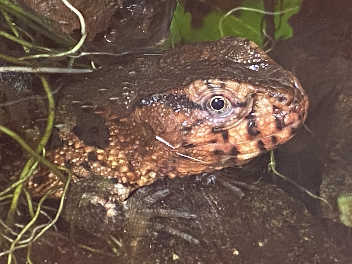 Crocodile lizard 260124