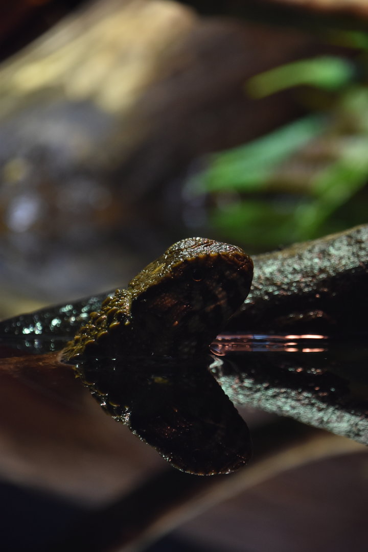 Crocodile lizard and reflection