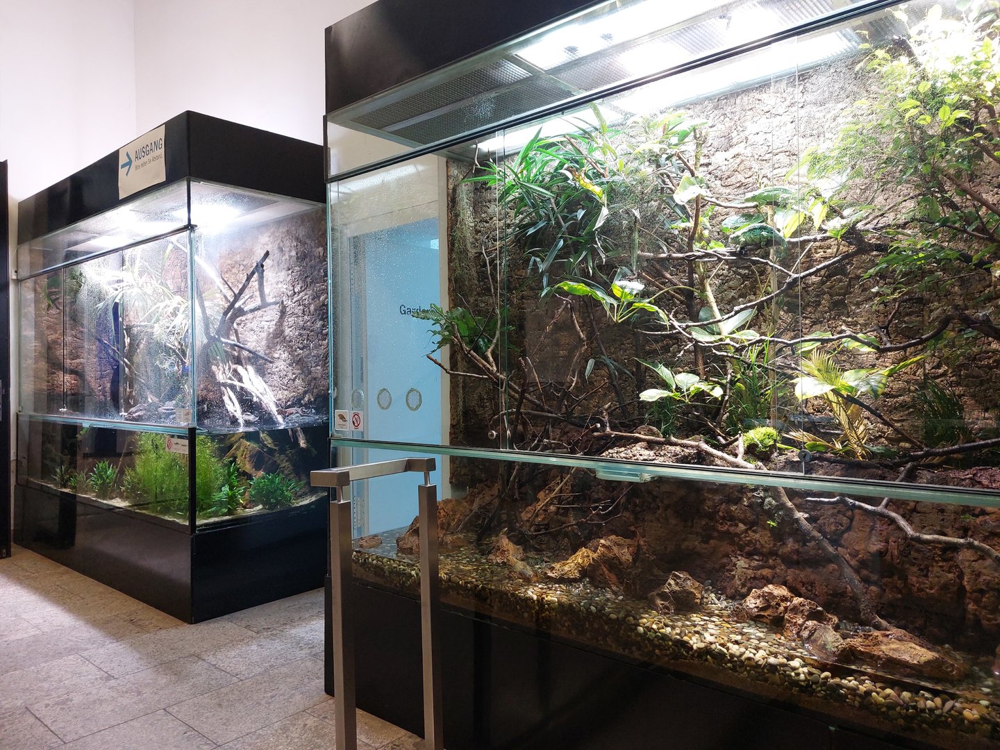 Crocodile lizard and three-horned chameleon