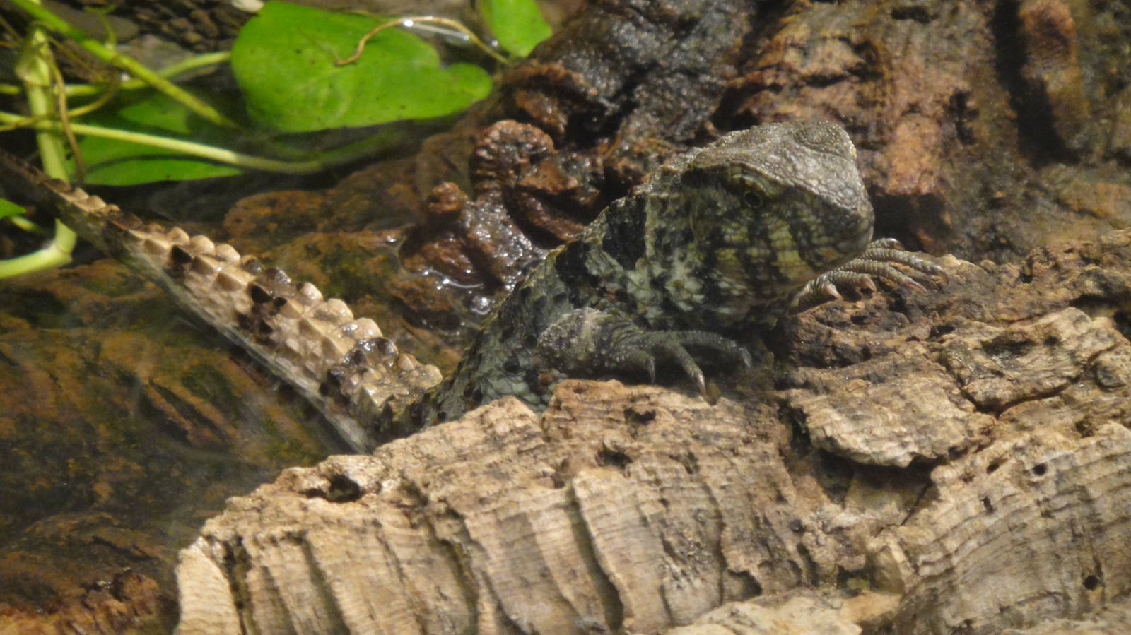 Crocodile lizard at Philadelphia zoo 2015-03-08