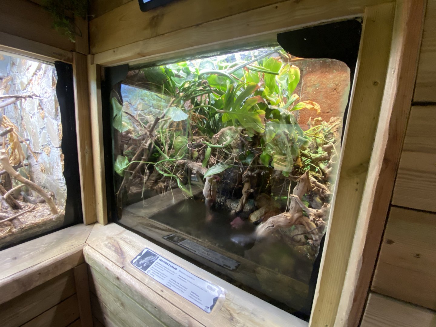 Crocodile lizard exhibit 260124