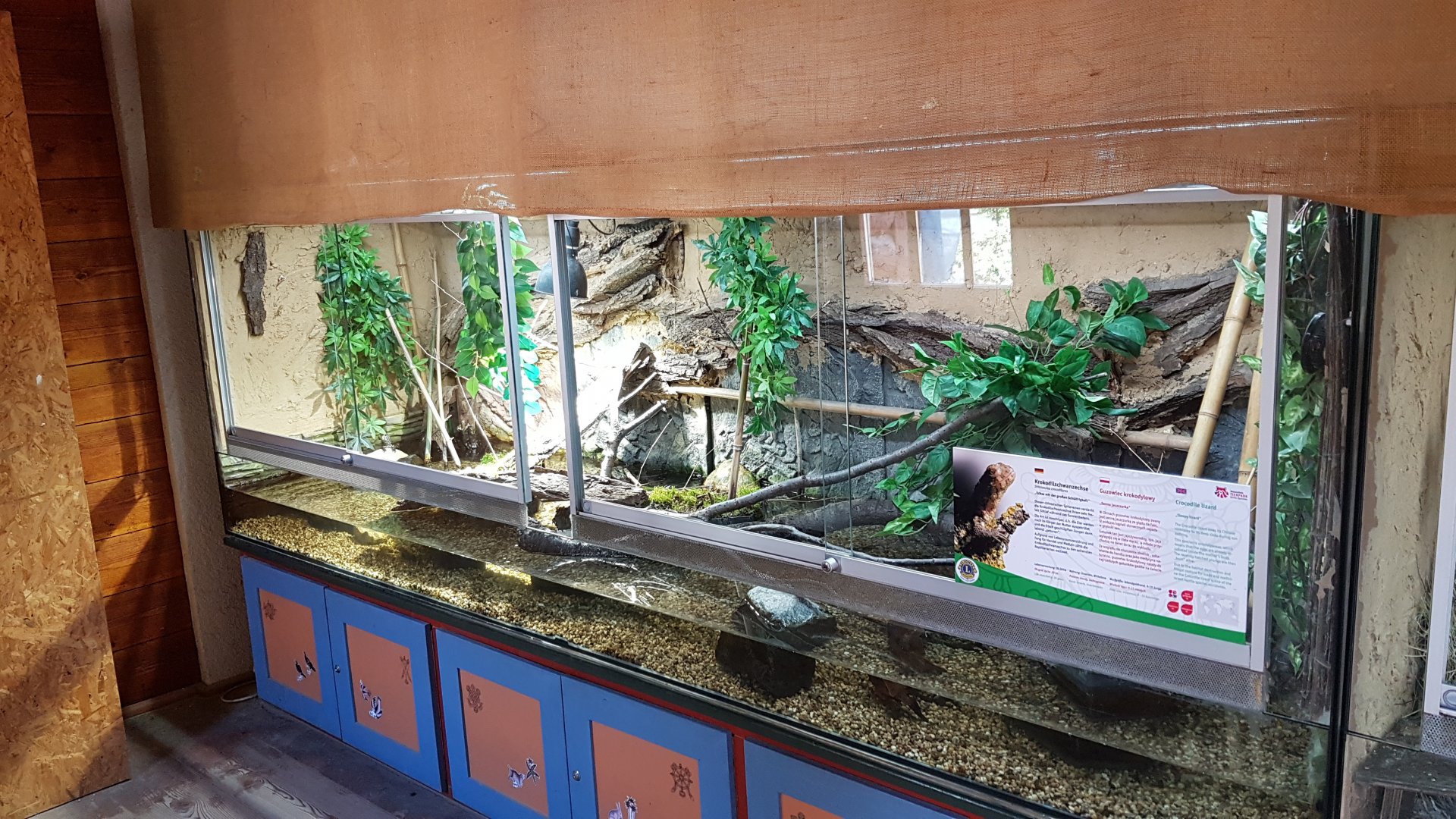 Crocodile lizard exhibit
