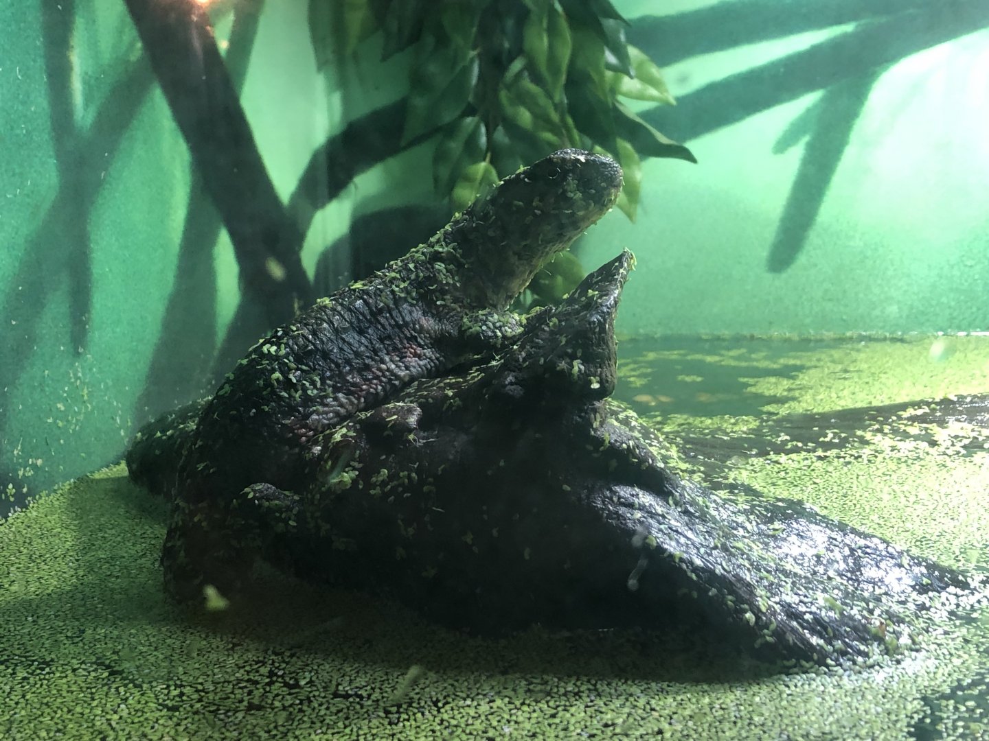 Crocodile lizard (ID needed)