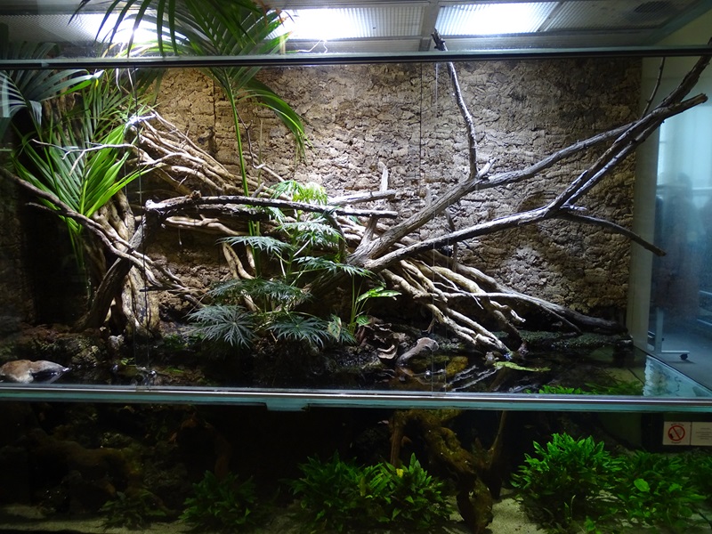 Crocodile lizard  paludarium