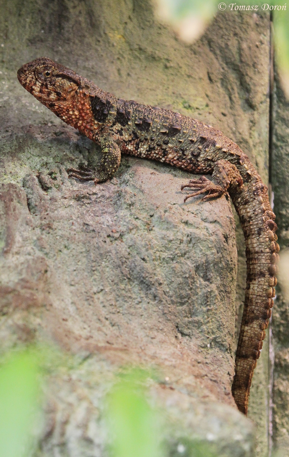 Crocodile Lizard (Shinisaurus crocodilurus)