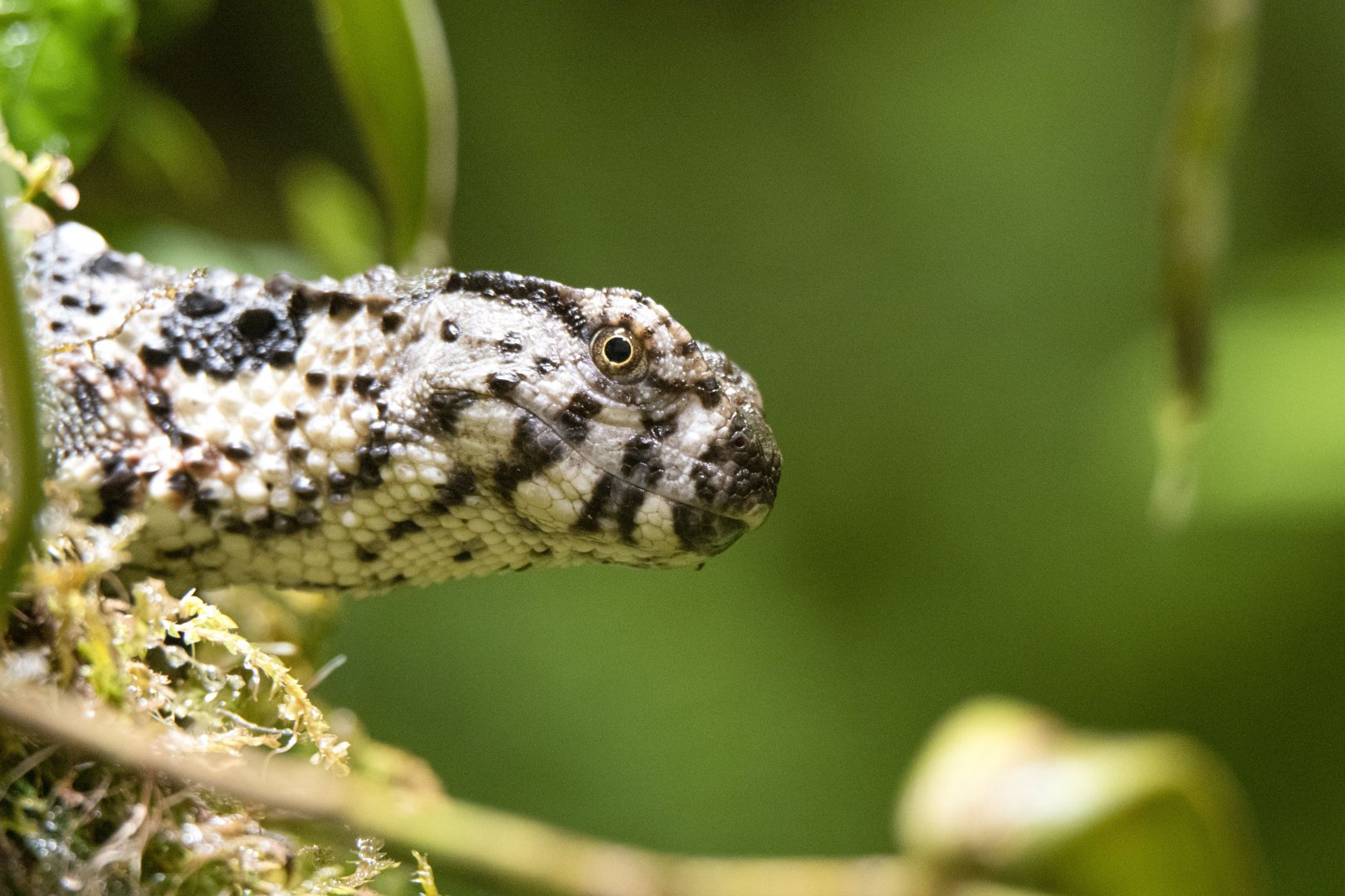 Crocodile lizard (Shinisaurus crocodilurus)