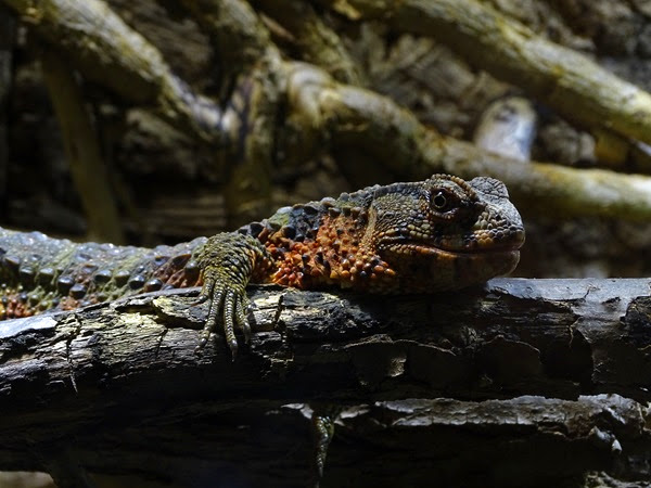 Crocodile lizard (Shinisaurus crocodilurus)
