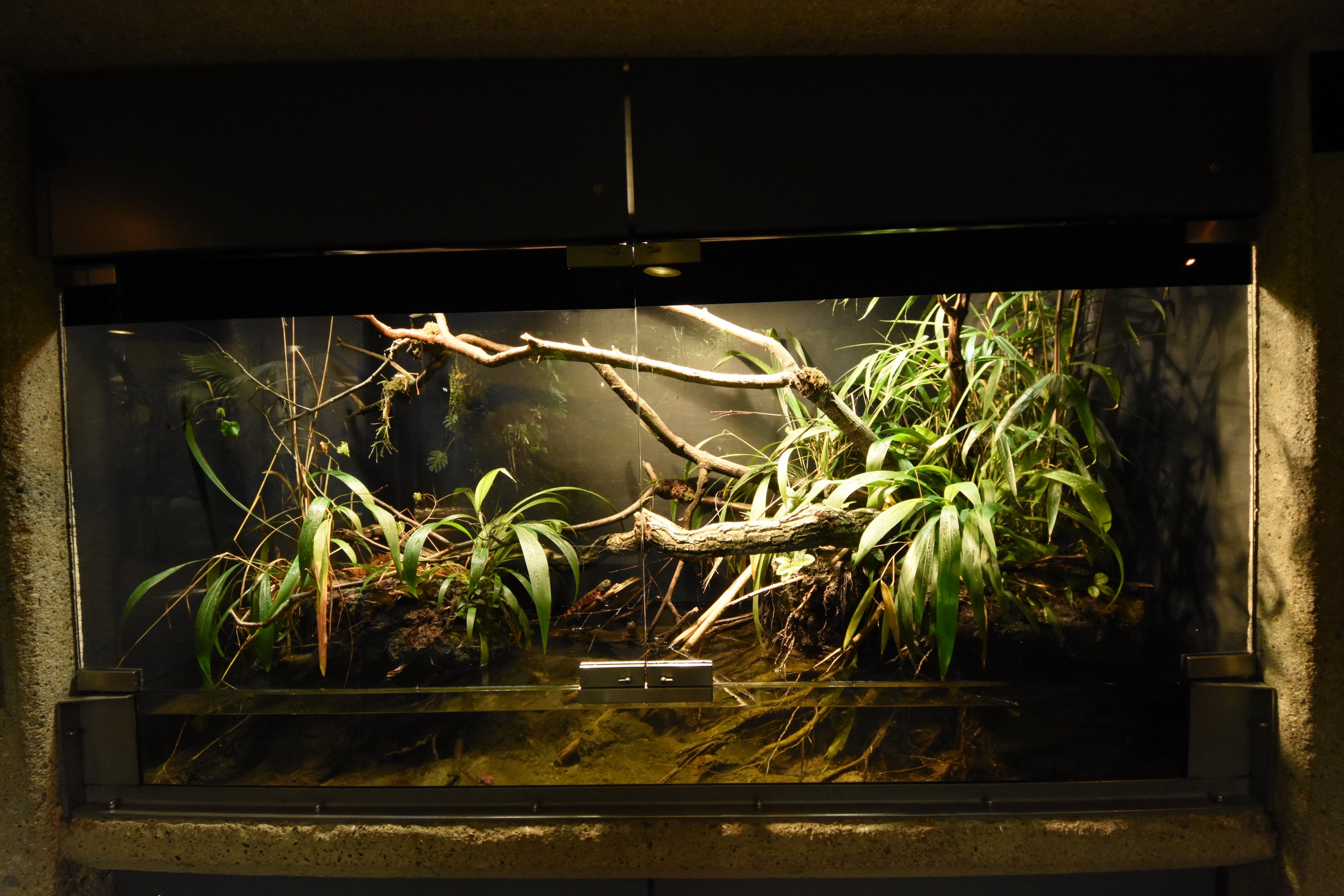 Crocodile lizard terrarium