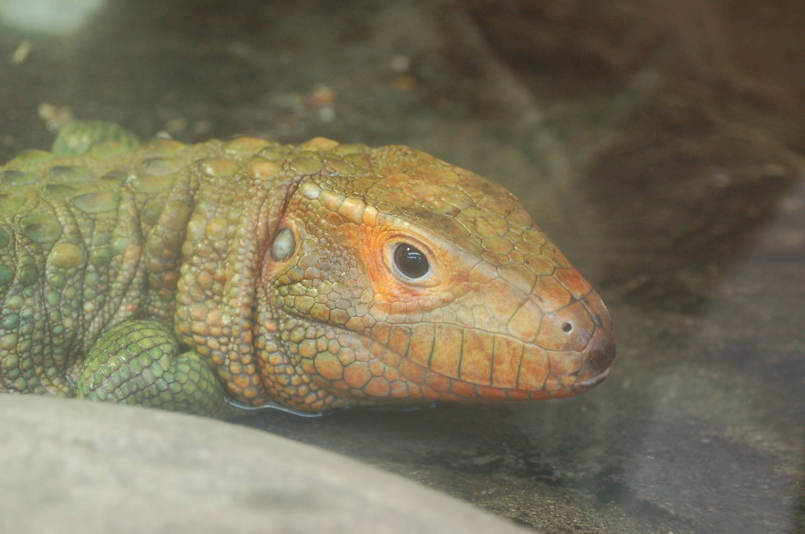 Crocodile Lizard