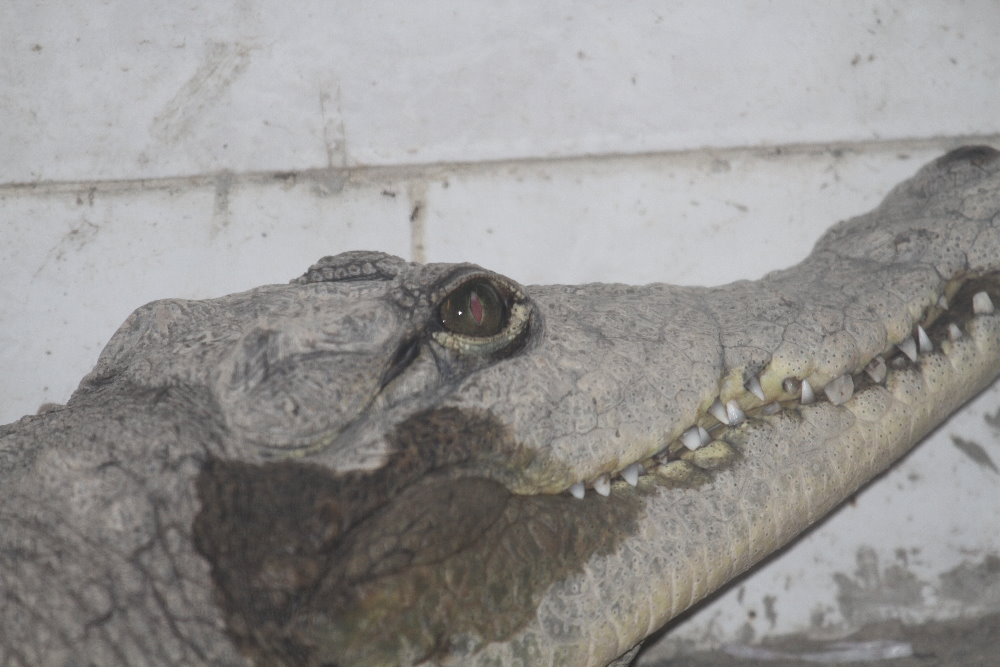 Crocodile Mashhad Zoo