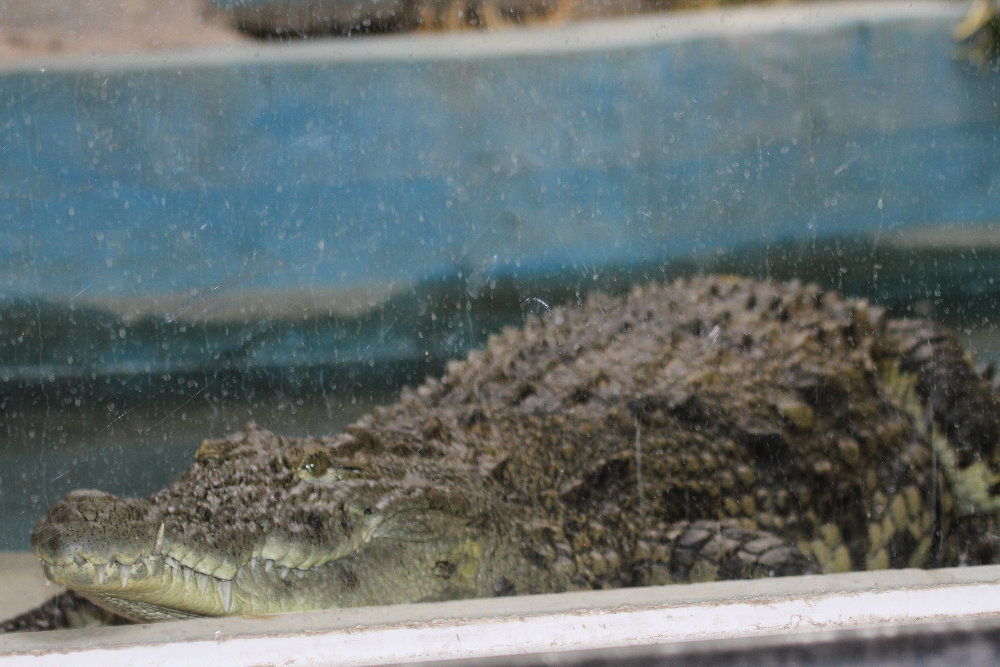 Crocodile Mashhad Zoo