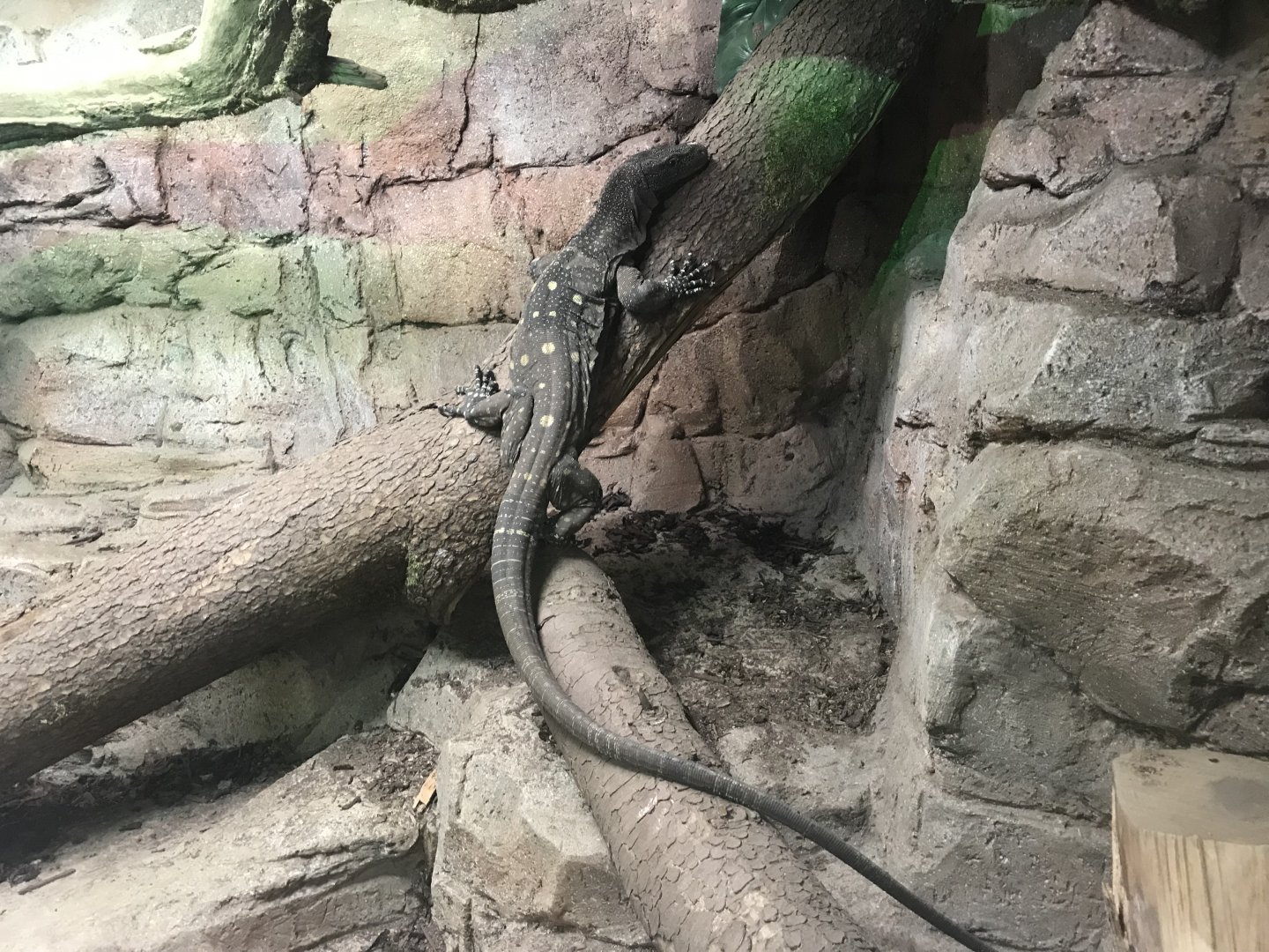 Crocodile monitor 071019