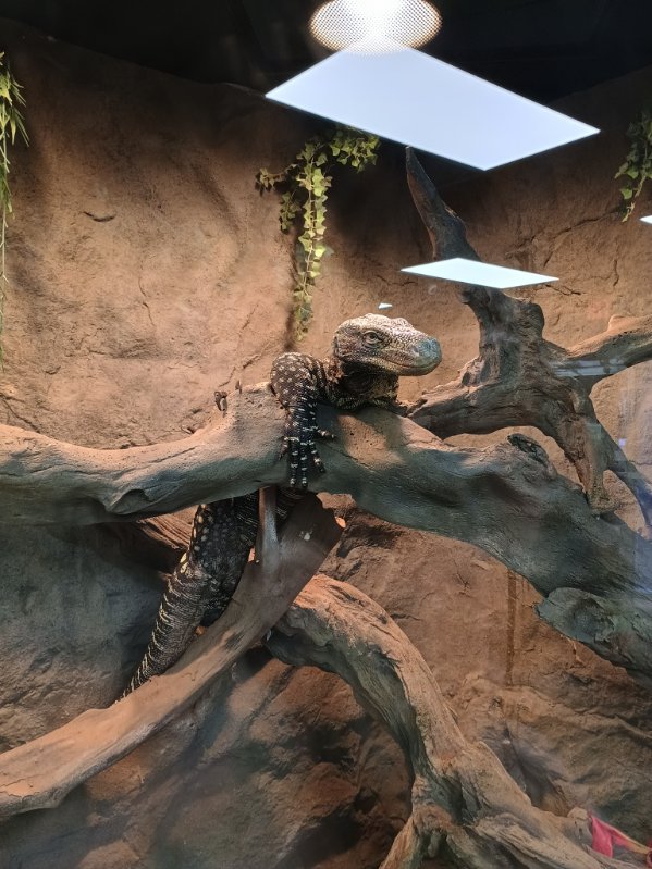 Crocodile Monitor (11/14/24)