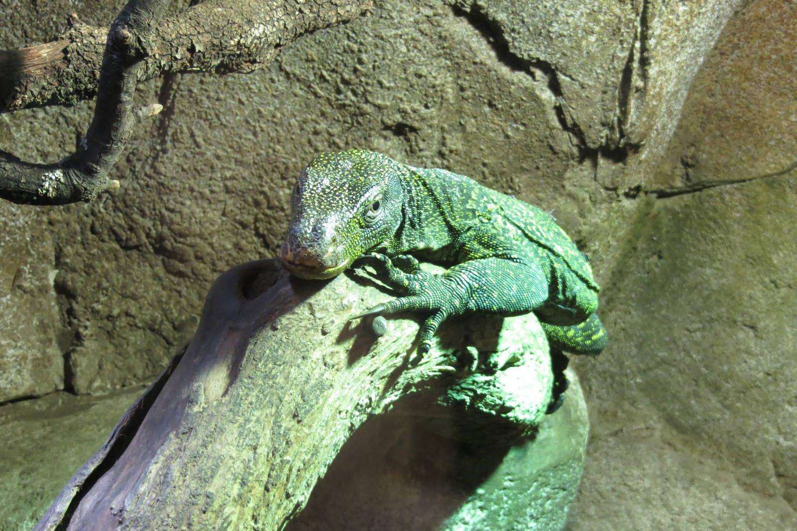 Crocodile Monitor 140216