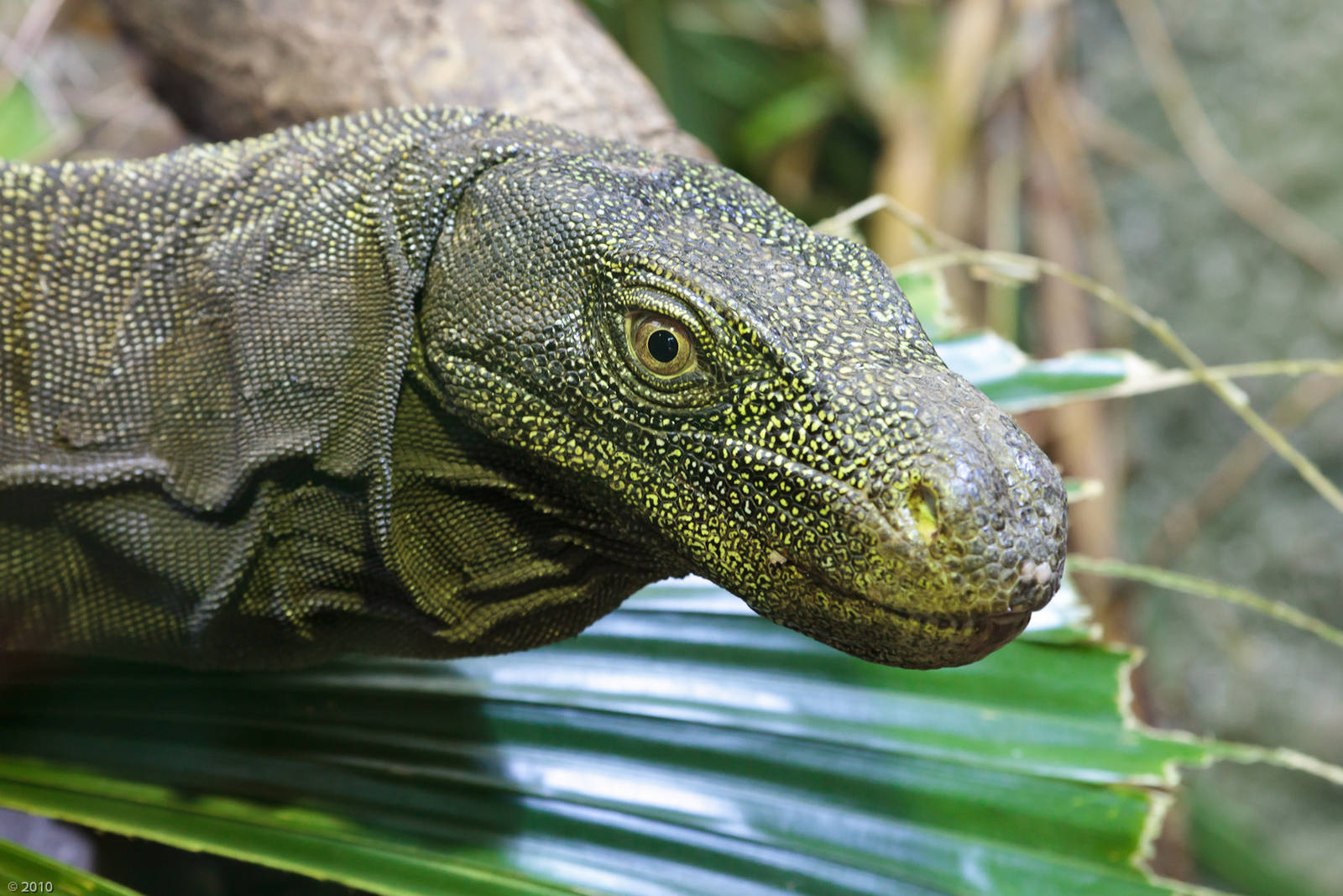 Crocodile Monitor - 26/06/2010