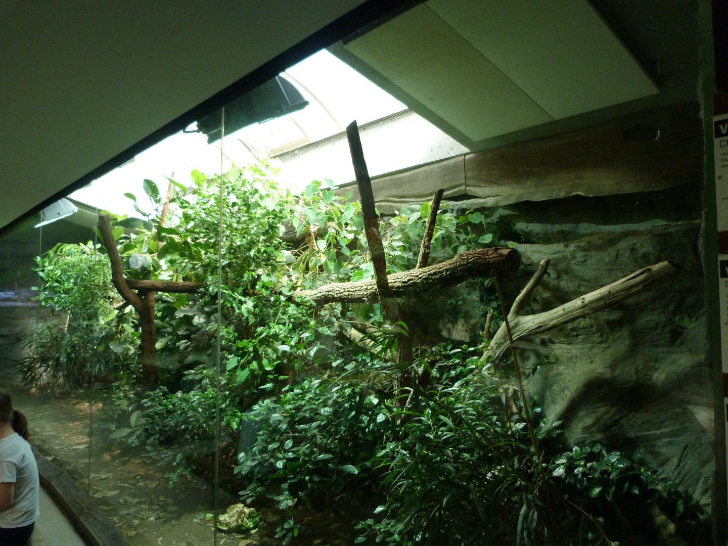 Crocodile monitor and Forsten’s tortoise exhibit -Zoo Praha (2025)