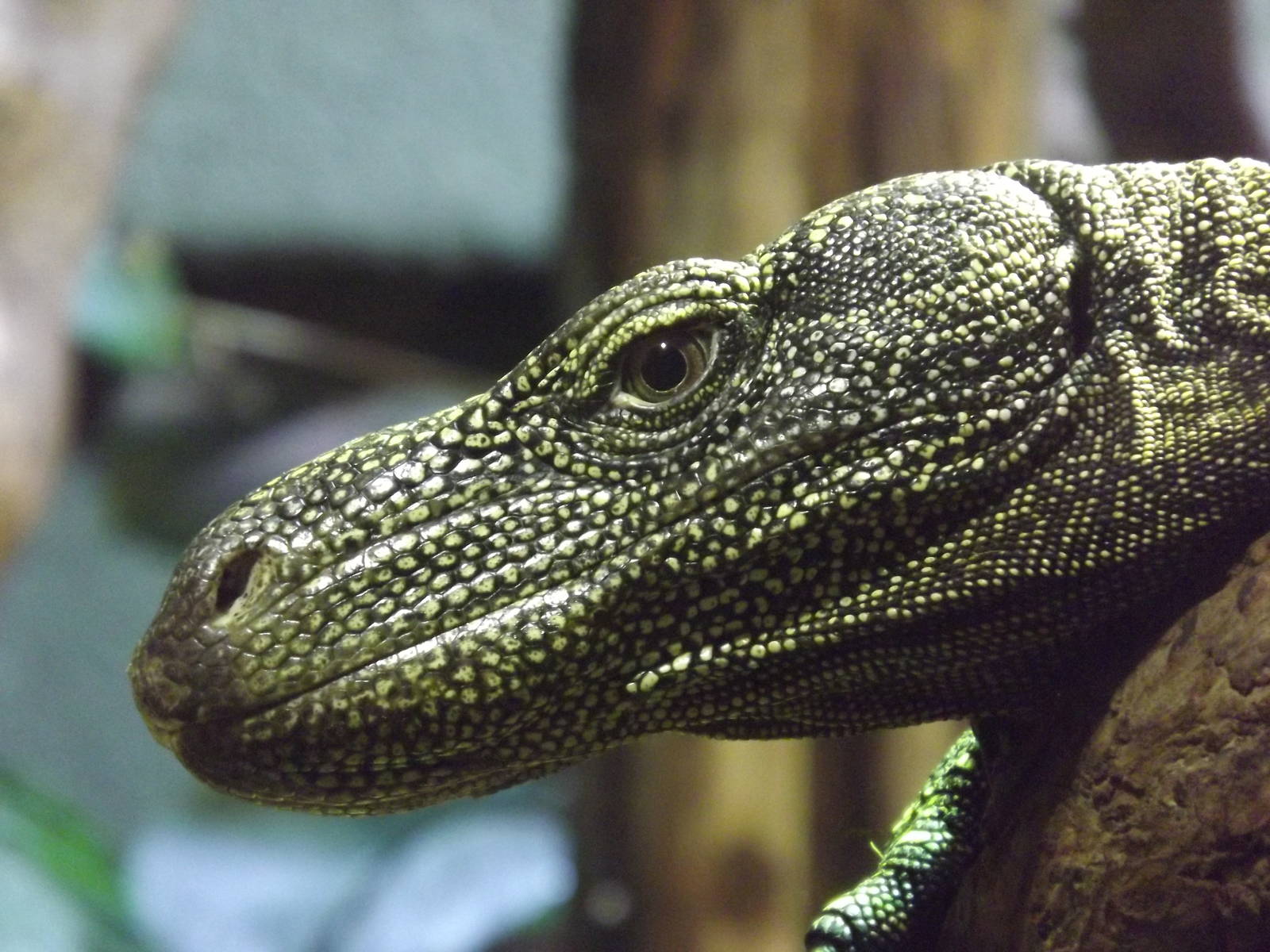 Crocodile Monitor at Chester Zoo 31/03/12