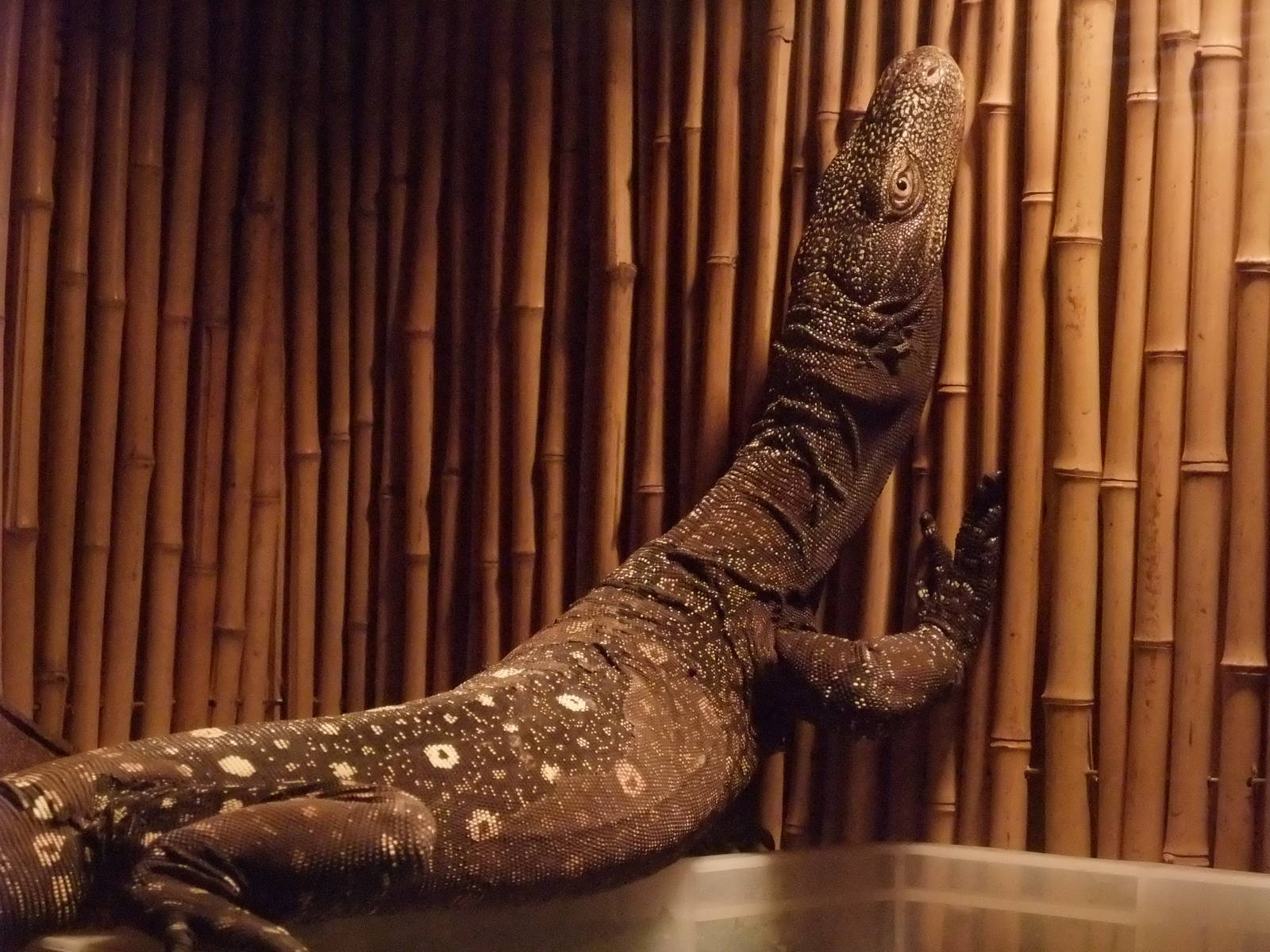 Crocodile Monitor at Crocodiles of the World, 05/02/12