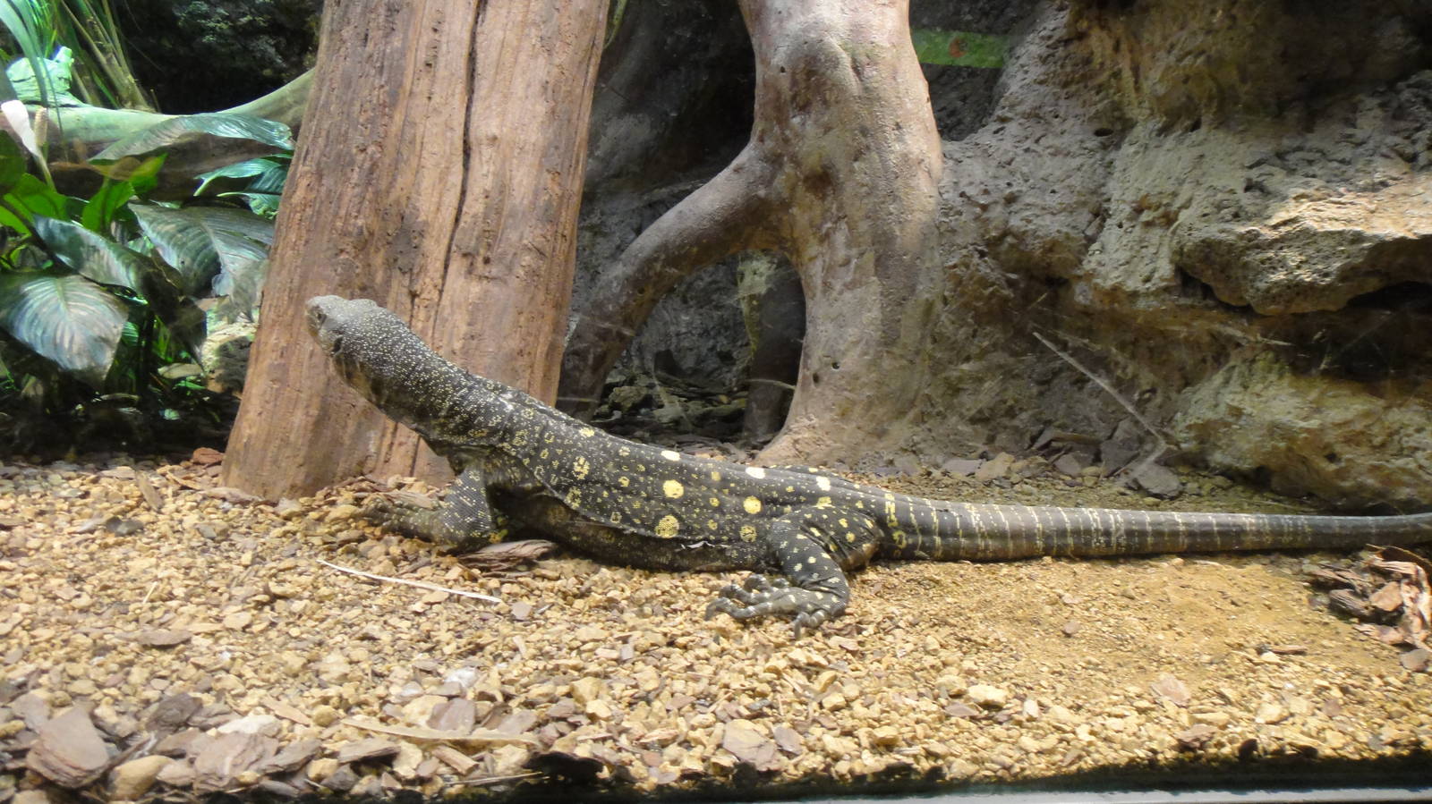 Crocodile Monitor at Dallas zoo 2015-03-12