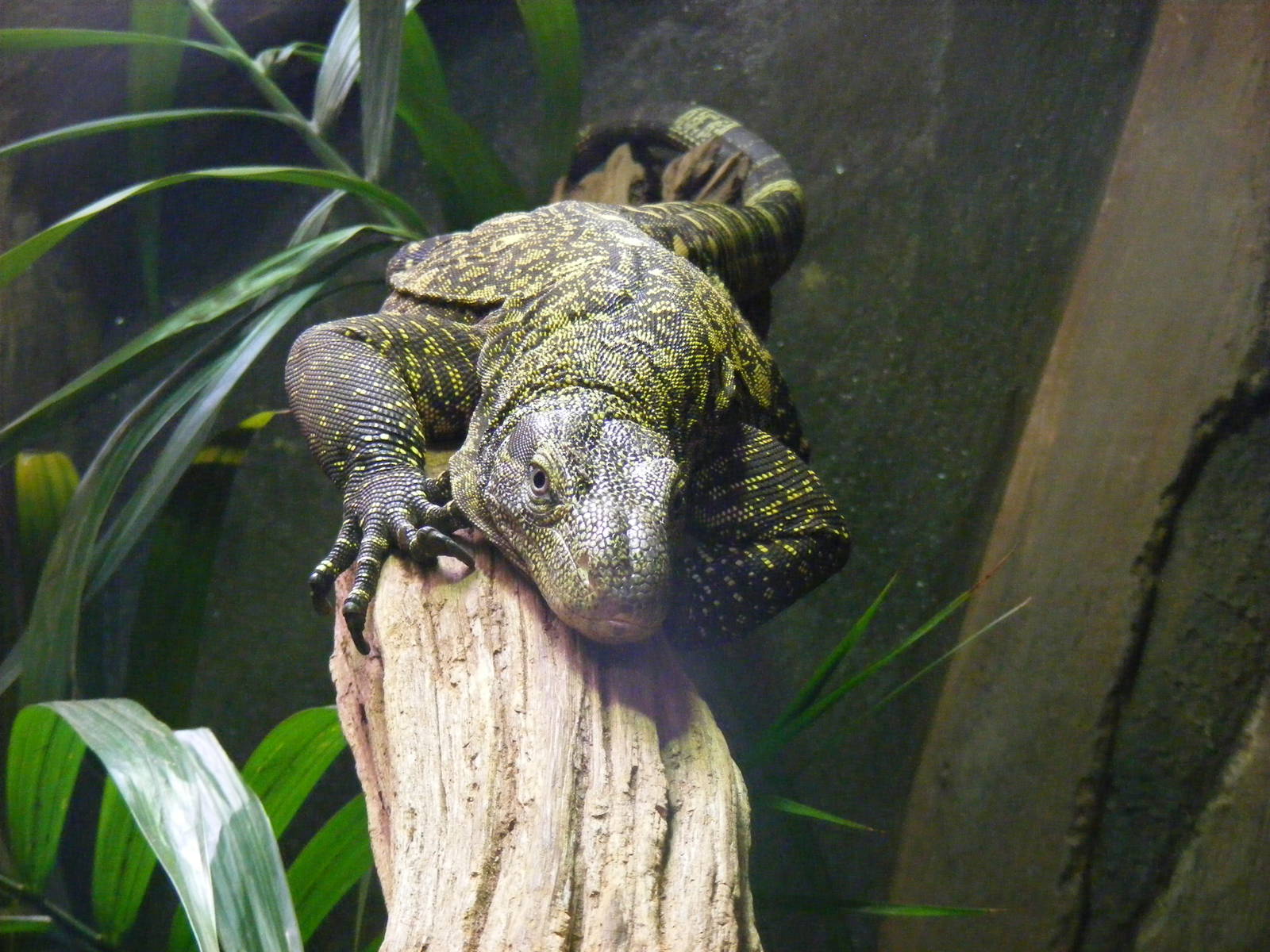 Crocodile monitor at Marwell Wildlife, 21 May 2011