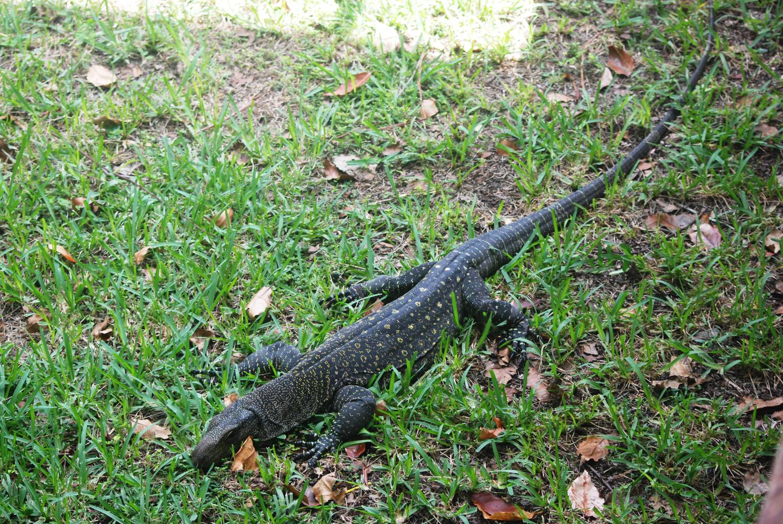 Crocodile Monitor at Miami, 12/10/13