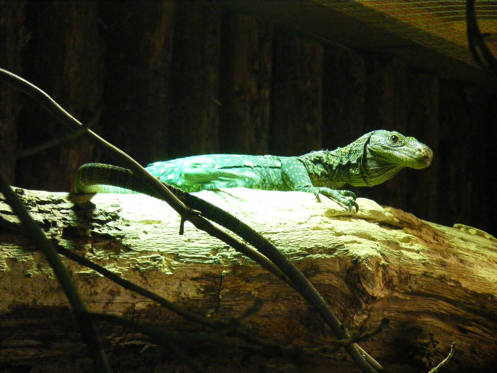 Crocodile monitor at Noah's Ark Zoo Farm, 5 March 2011