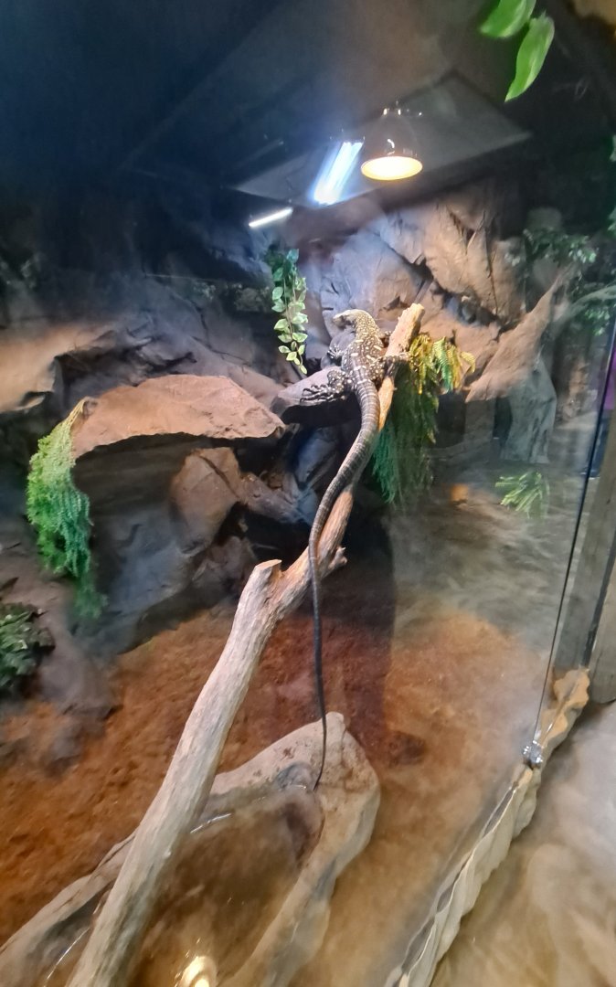 Crocodile Monitor (Baby Kush) Exhibit (4/19/25)