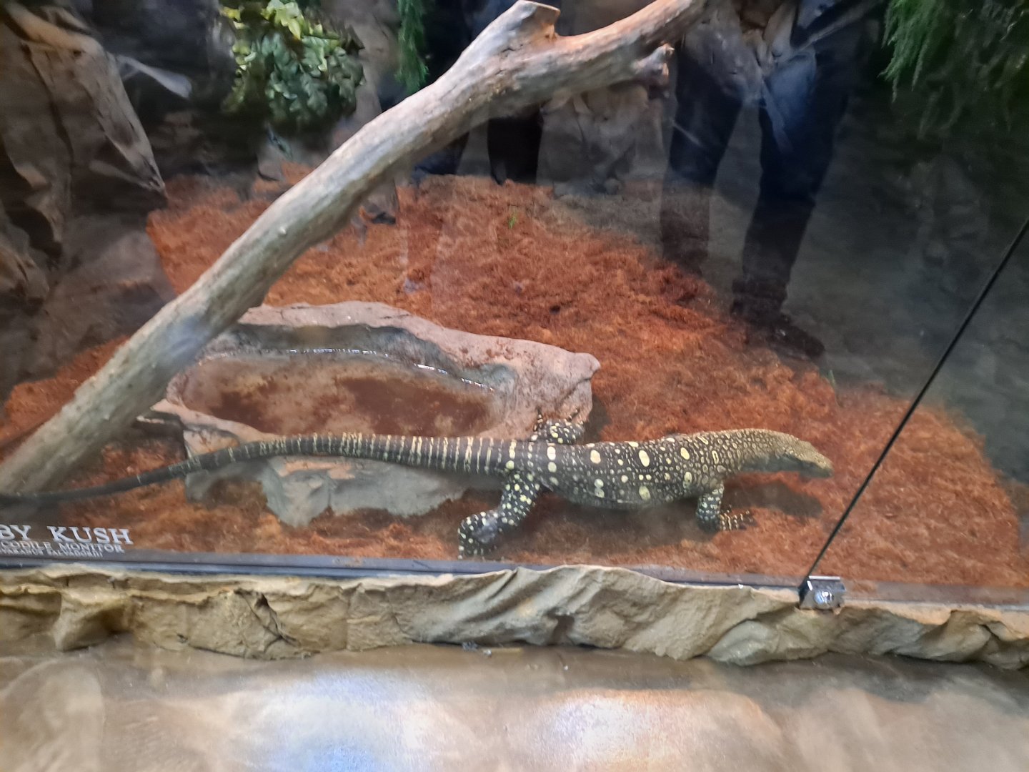 Crocodile Monitor (Baby Kush) Exhibit (4/19/25)
