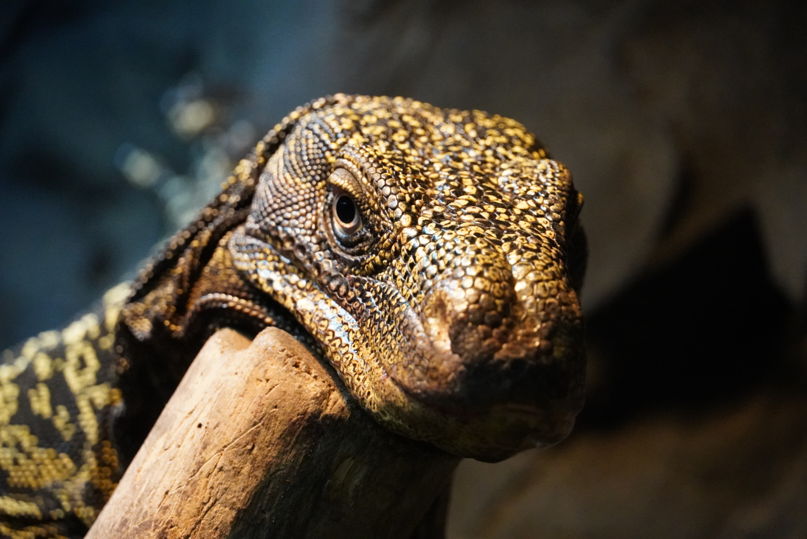 Crocodile Monitor, “Baby Kush”