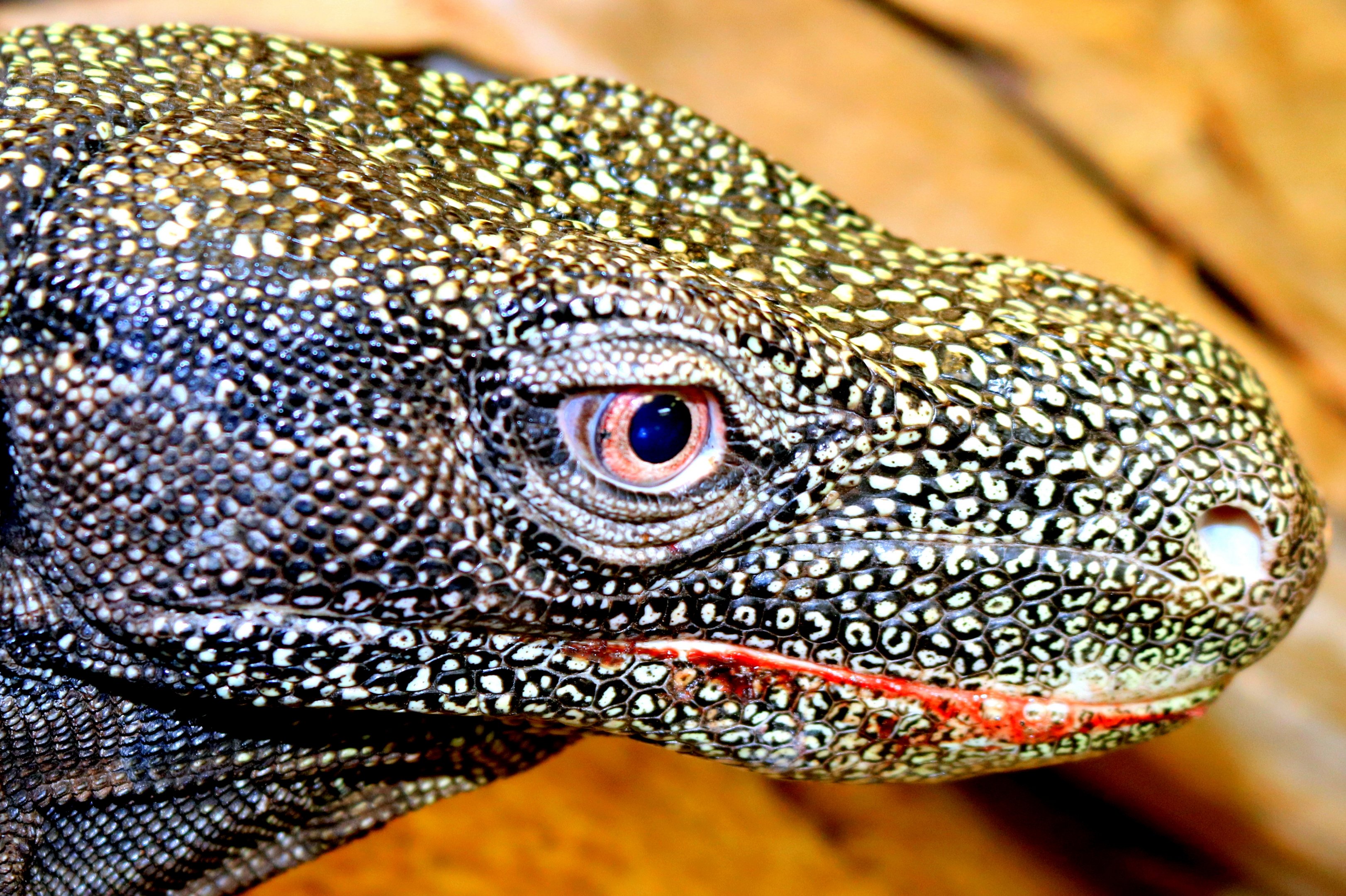 Crocodile monitor; Crocodiles of the World; 18th August 2019