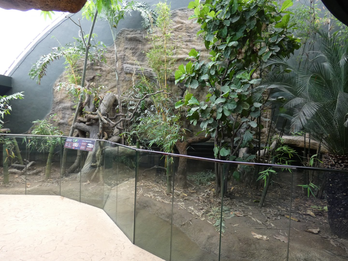 Crocodile Monitor Enclosure in New Tropical House