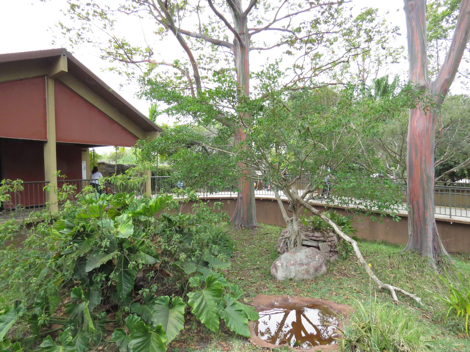 Crocodile monitor enclosure, March 2015
