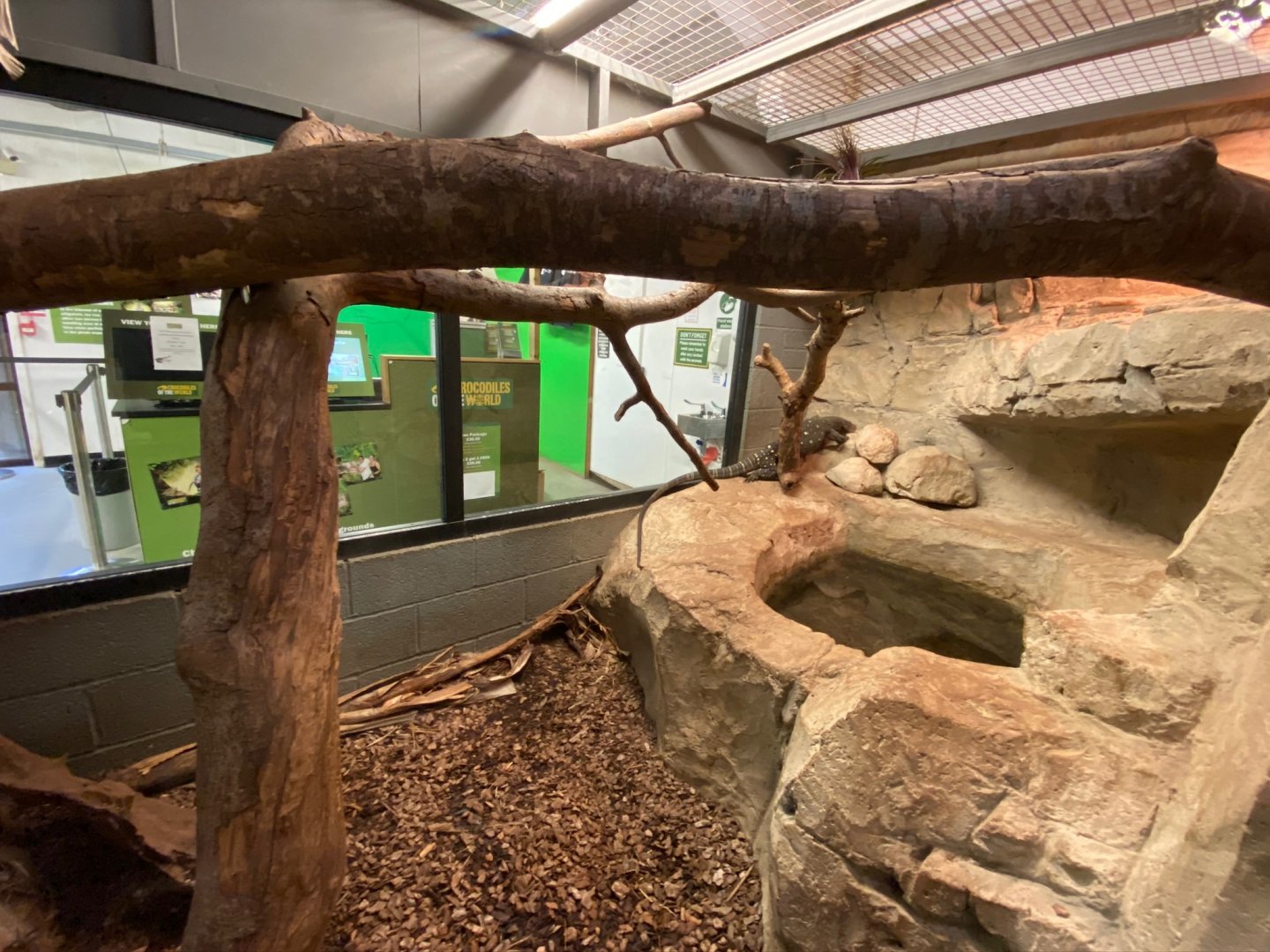 Crocodile monitor exhibit 231119