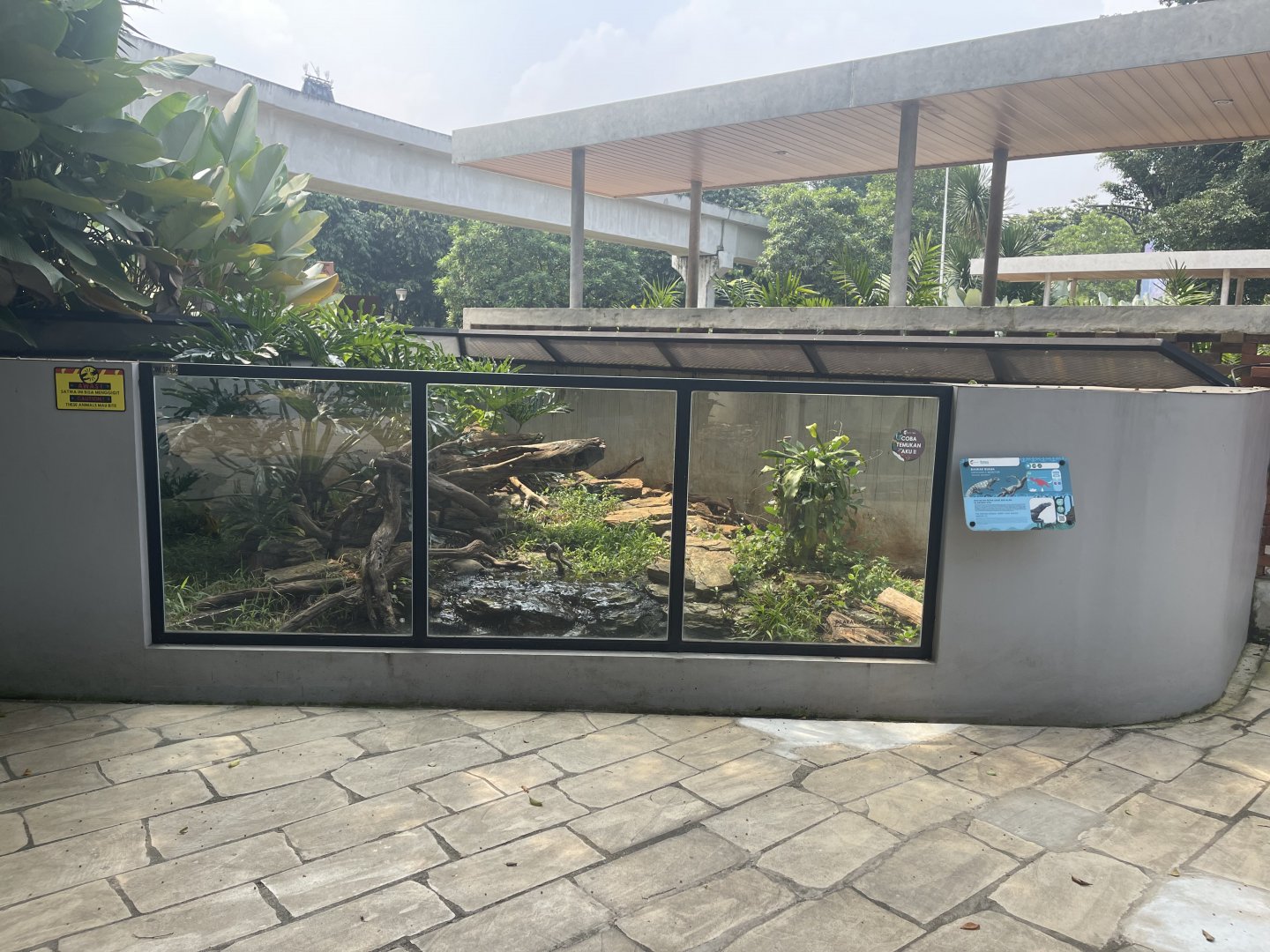 crocodile monitor exhibit - museum komodo