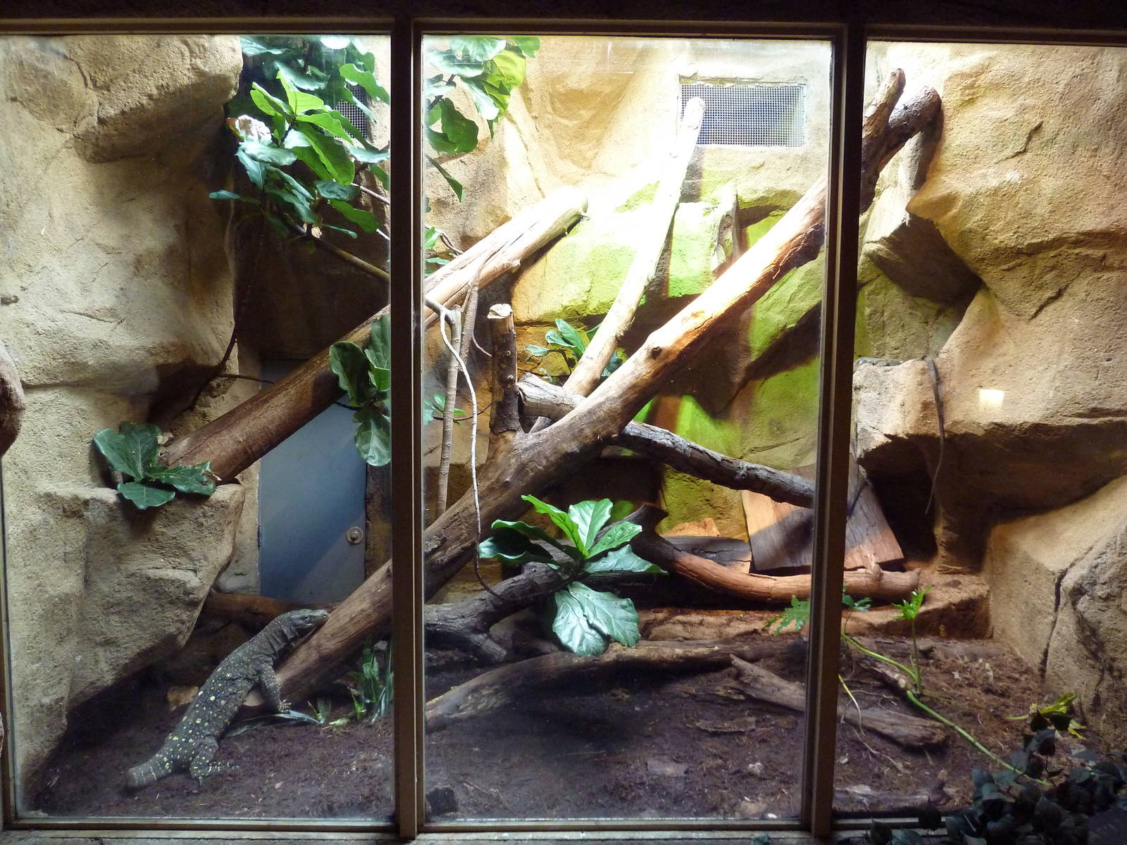 Crocodile Monitor Exhibit