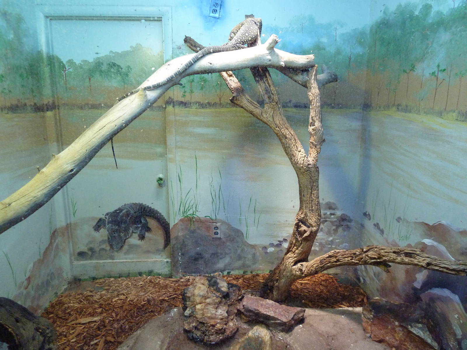 Crocodile Monitor Exhibit
